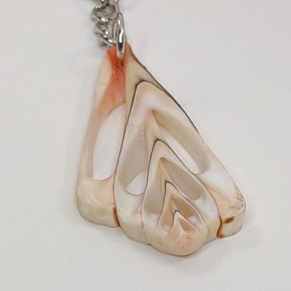 Seashell Keyring Slice Conch Seashell Clearwater Beach, Florida - Picture 10 of 15